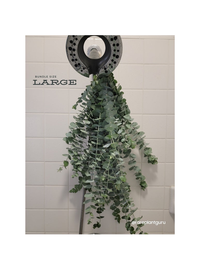 Fresh Eucalyptus Shower Bundle, Eucalyptus Shower Bundle, Indoor Eucalyptus Cuttings, Eucalyptus Plant, Eucalyptus Decor, Eucalyptus Bundle image 3