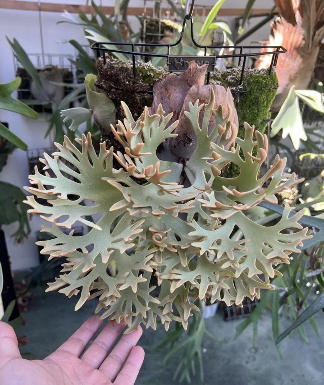 Platycerium 'O.M.G.' (TC) - Etsy