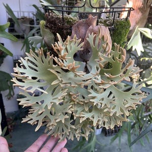 Platycerium Madagascariense - Etsy