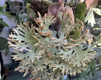 Platycerium Willinckii Yellow Moon Spore”dwarf Select “#S2 Pup - Etsy