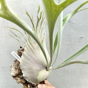 Platycerium Auburn River - Etsy
