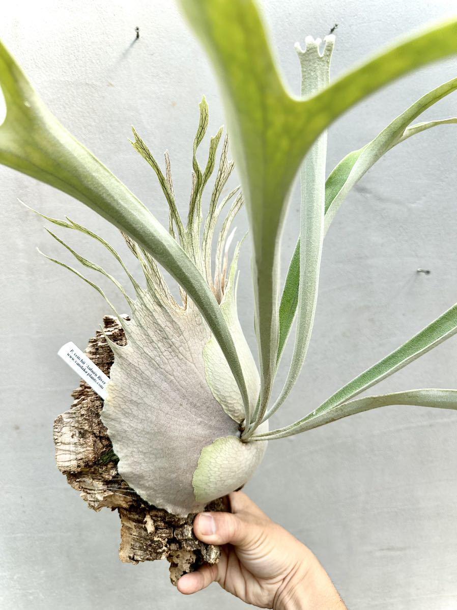 Platycerium Veitchii Auburn River Cv. 'chief' (TC) - Etsy