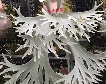 Platycerium Jenny, TC - Etsy