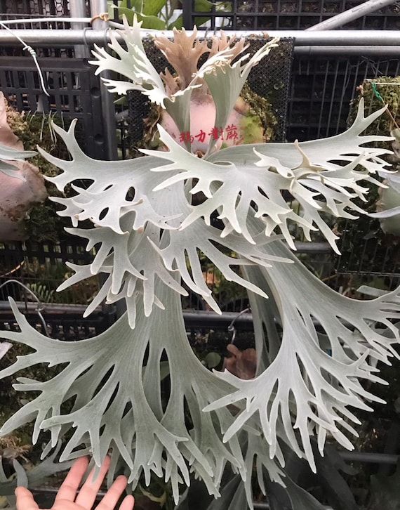 ビカクシダ P. Willinckii Celso Tatsuta Platycerium 'celso Tatsuta' (TC) - Etsy