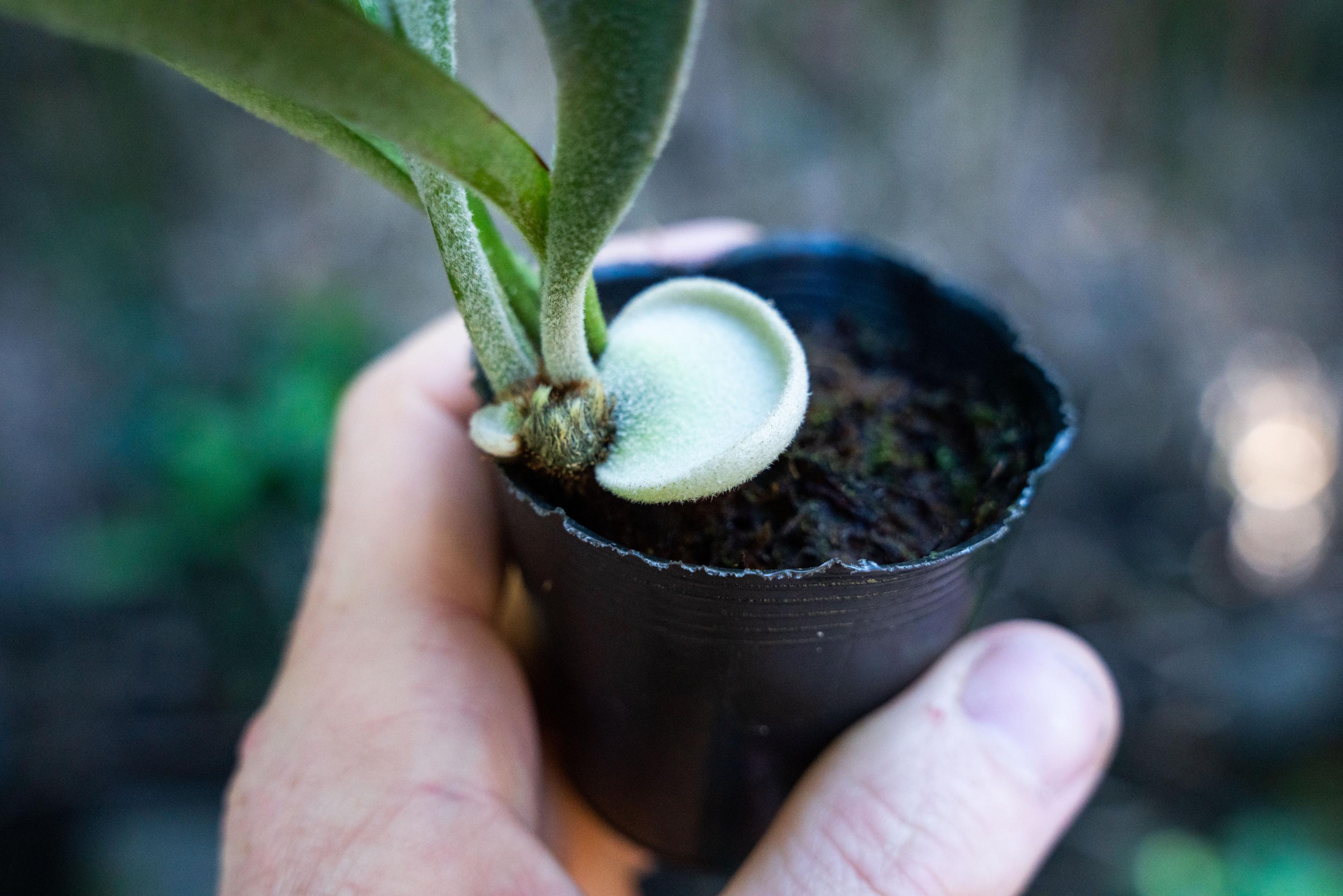 Platycerium 'celso Tatsuta' (TC) - Etsy