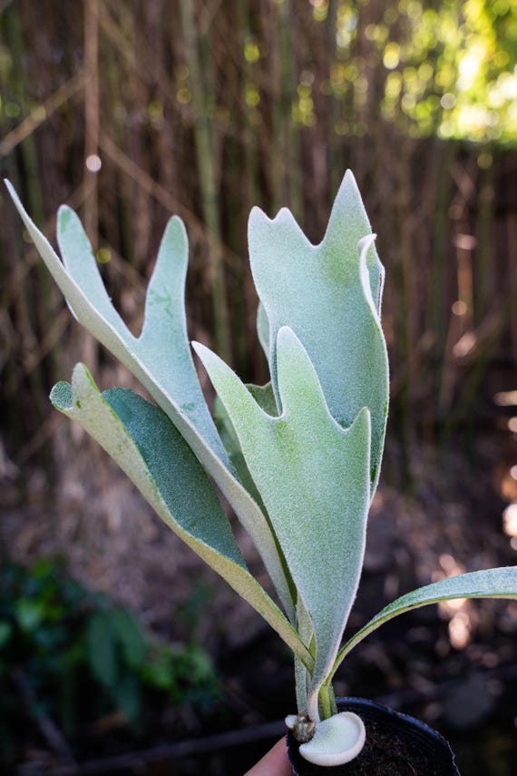 Platycerium 'celso Tatsuta' (TC) - Etsy