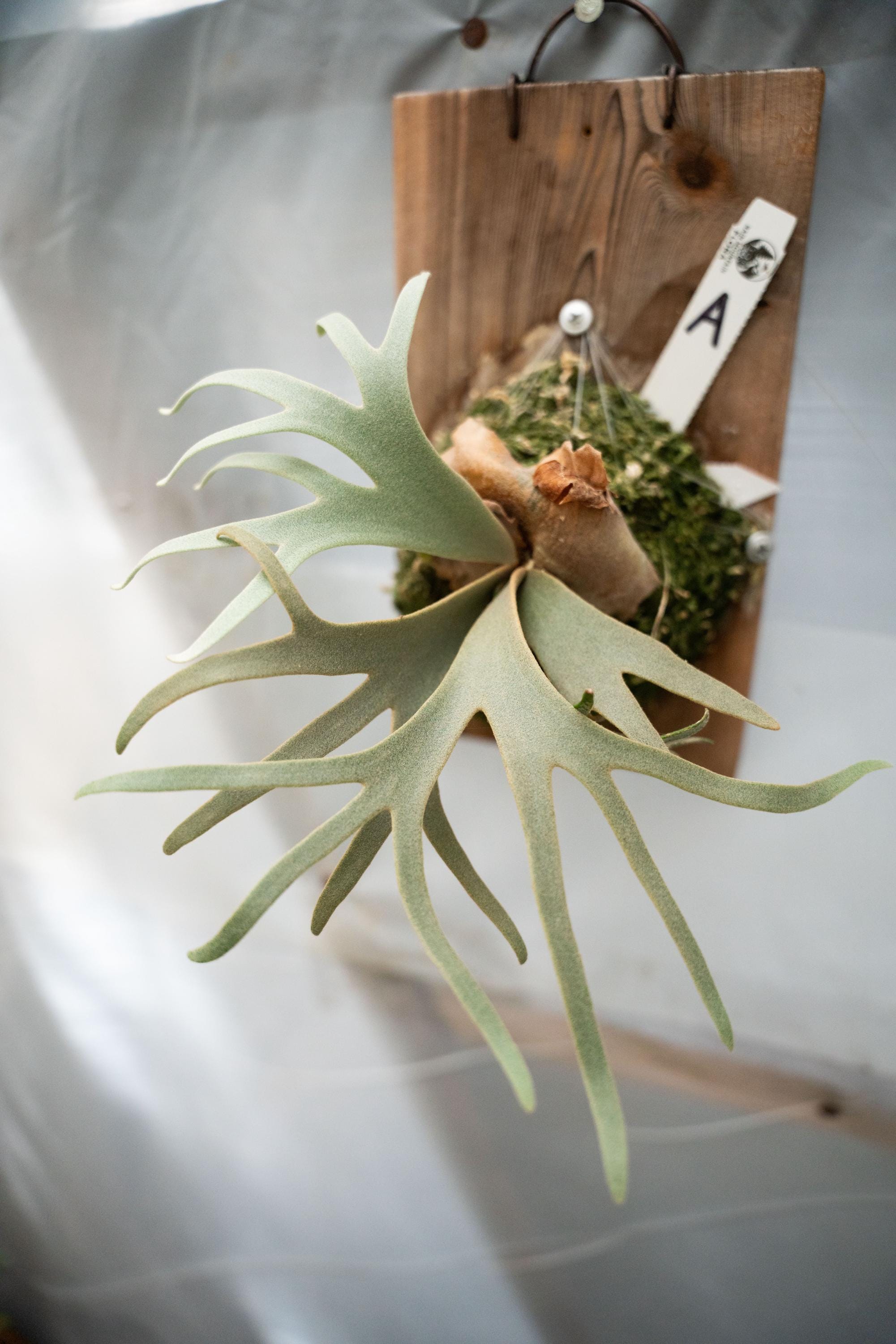 Platycerium Willinckii Jenny - Etsy