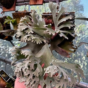 May include: A close-up of a staghorn fern with large, silvery-green fronds. The fern has a unique, antler-like shape and is held in a person's hand. The text "P. Ginka" is visible on the right side of the image. Other plants are visible in the background.