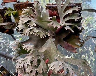 Platycerium Ridleyi Dwarf Silver - Pick Your Plant - Etsy