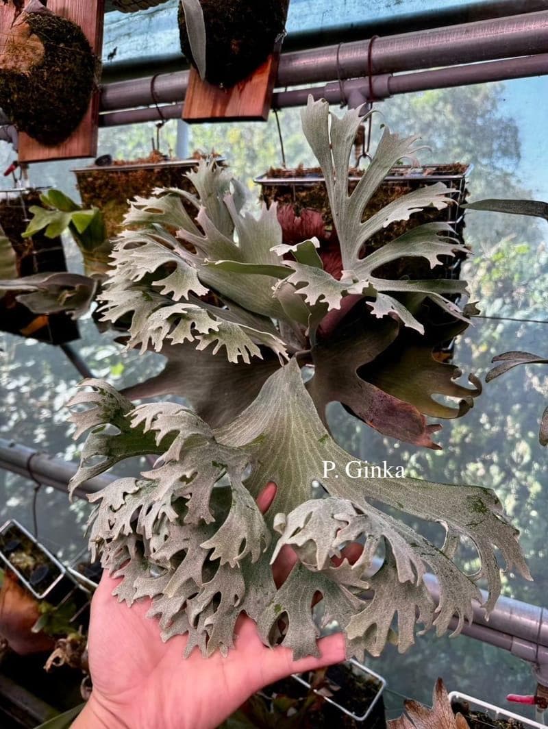 Platycerium Ridleyi Dwarf - Etsy