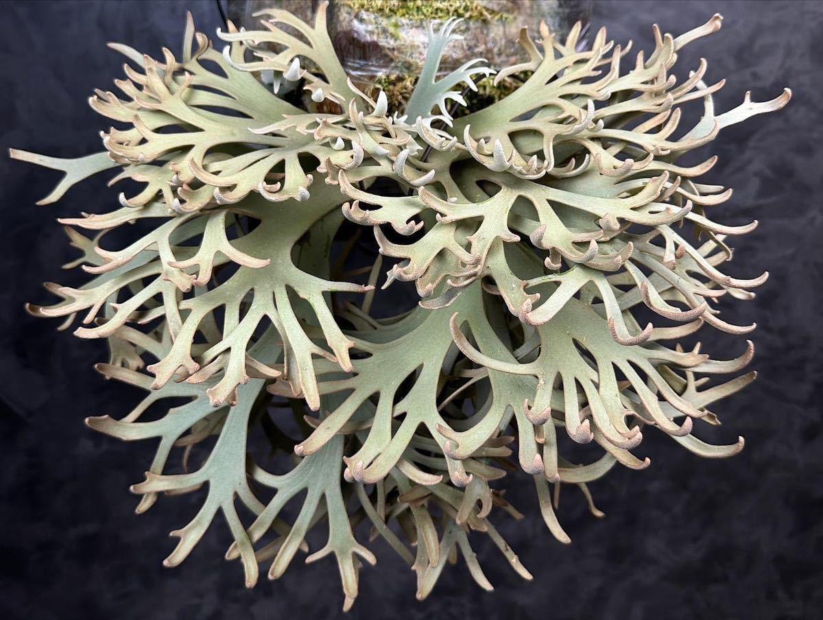 ビカクシダ P.Willinckii jenny spore P Willinckii jenny spore 4 | Jenny P. Buyee Japan! naturefix
