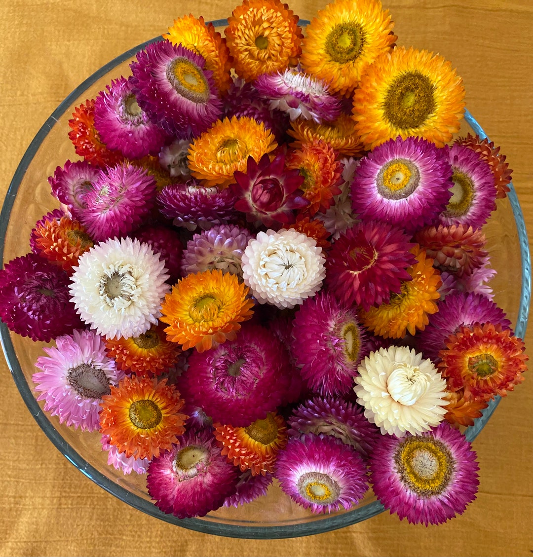 Dried Everlasting Daisies Etsy Australia