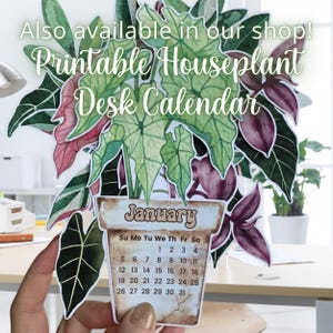 May include: Printable houseplant desk calendar featuring a watercolour illustration of a potted plant with green and purple leaves. The calendar is for January and includes the days of the week and dates.