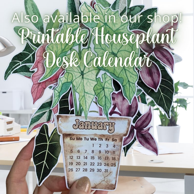 May include: Printable houseplant desk calendar featuring a watercolour illustration of a potted plant with green and purple leaves. The calendar is for January and includes the days of the week and dates.