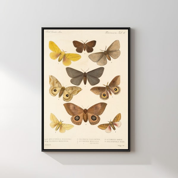 Antique Butterfly Art Print,Victorian Art,Antique Prints,Nature Print,Natural History Art,Butterfly Decor,Home Decor,Garden Wall Art Print