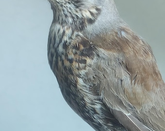 Fieldfare~ kramsvogel (Turdus pilaris)- taxidermy