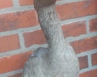 Greylag Goose - taxidermy
