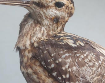 Watersnip (Lymnocryptes minimus) - taxidermie