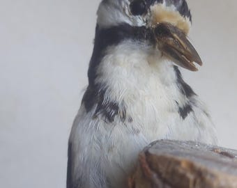 Dryobates Minor ~ Pájaro carpintero moteado menor (Kleine bonte specht) - taxidermia