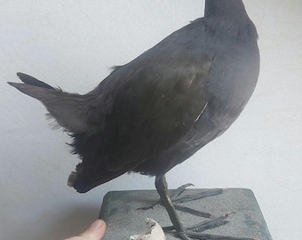 Common Moorhen -  taxidermy