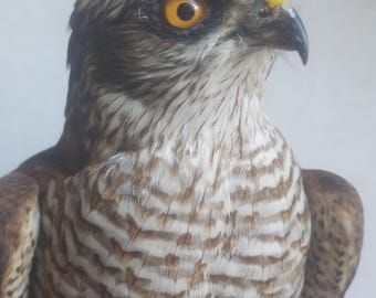 Sperwer van hoge kwaliteit - taxidermie