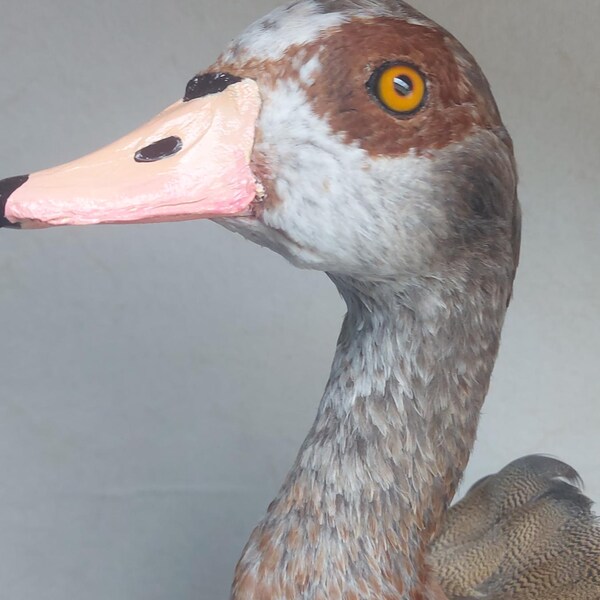 Nilgans - Skulptur