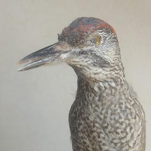 Green woodpecker (groene specht) - taxidermy