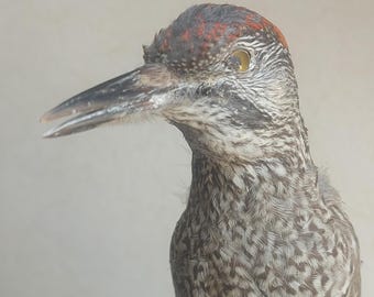 Green woodpecker (groene specht) - taxidermy