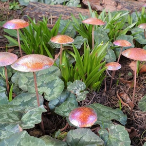 Copper Mushrooms