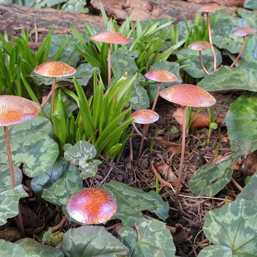 Copper Mushrooms