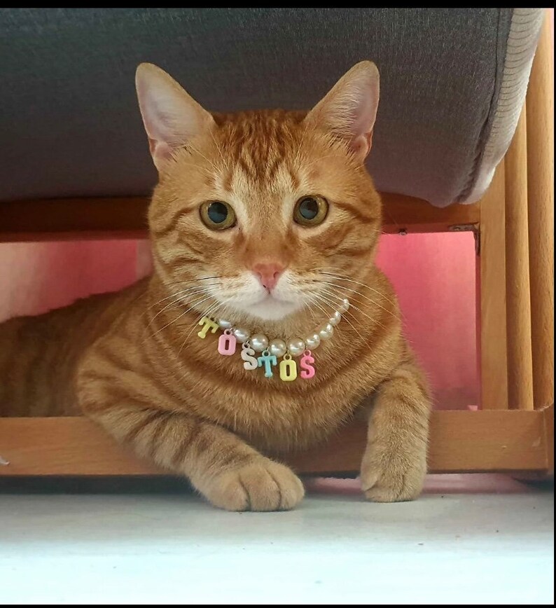 Cat Name Necklace/ Personalized Cat Collar with Pearl/ Cat Jewelry
