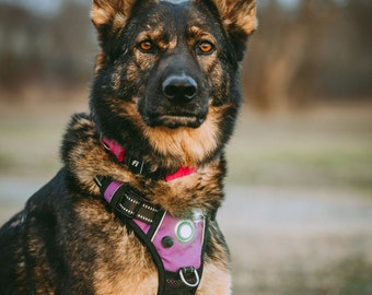 Embroidered Reflective LED Dog Harness, No-Pull, No-Choke
