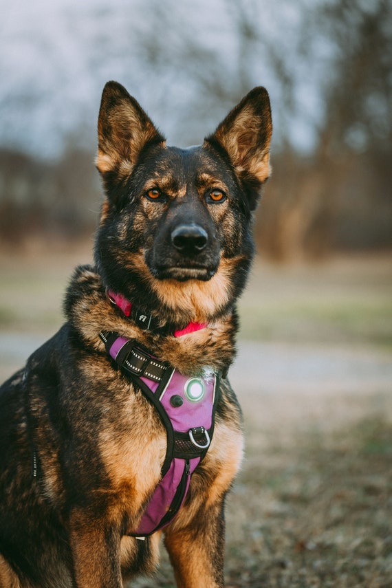 Embroidered Reflective LED Dog Harness Comfortable Stylish Light Weight Harness nopull no choke Dog Harness Back Clip Front Clip Harness Etsy