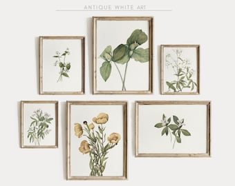 May include: Set of six antique white frames with botanical illustrations. The frames are arranged in a grid pattern on a white wall. The illustrations feature various flowers and plants, including yellow flowers, white flowers, and green leaves.
