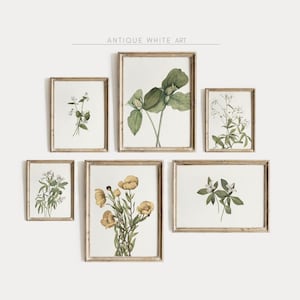 Vintage Botanical Print Set of 6, Antique Neutral Flower Gallery Wall Art, French Country Farmhouse Decor PRINTABLE Digital Art S30