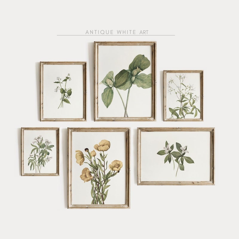 Botanical Prints Set of 6 - Etsy