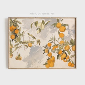 May include: A vintage botanical illustration of a citrus tree branch with ripe oranges and leaves against a light blue and white watercolour background. The image is framed in a light wood frame. "Antique White Art" is written in black text at the top of the frame.