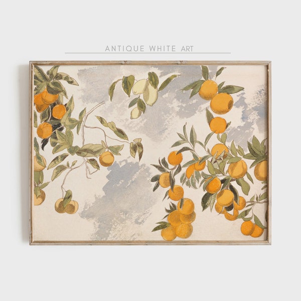 Orange Lemon Tree Printable Wall Art, Antique Vintage Colourful Citrus Print, Printable Digital Download, Bright Botanical Home Decor A103