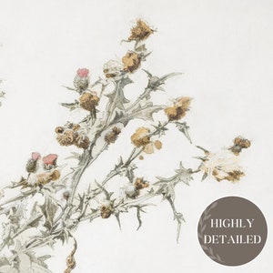 K&ouml;nnte beinhalten: Eine detaillierte botanische Illustration einer Distelpflanze mit zarten rosa und braunen Bl&uuml;ten und stacheligen Bl&auml;ttern.