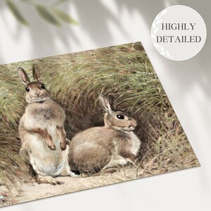 Peut inclure: Deux lapins bruns sont assis dans un champ d'herbe verte haute. Le lapin de gauche est debout, les pattes devant lui. Le lapin de droite est assis, la t&ecirc;te tourn&eacute;e vers la droite.