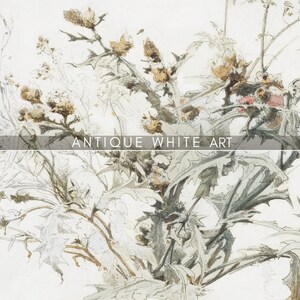 K&ouml;nnte beinhalten: Eine antike botanische Illustration in Schwarzwei&szlig; eines Distelpflanzen mit detaillierten Zeichnungen von Bl&auml;ttern, Stielen und Bl&uuml;ten.