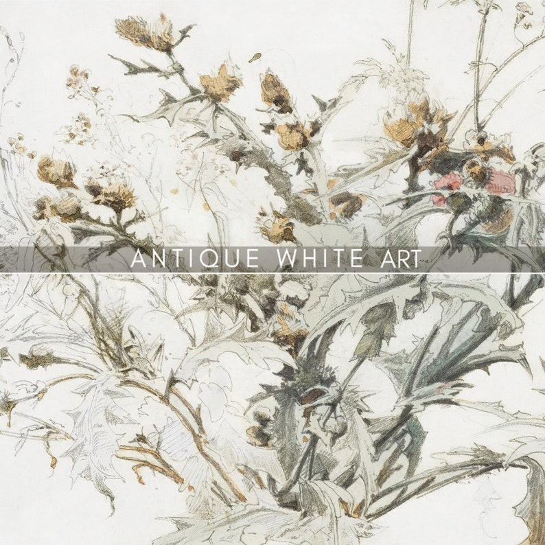 K&ouml;nnte beinhalten: Eine antike botanische Illustration in Schwarzwei&szlig; eines Distelpflanzen mit detaillierten Zeichnungen von Bl&auml;ttern, Stielen und Bl&uuml;ten.
