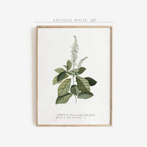 Stampa botanica antica, pittura floreale vintage, decorazione floreale della fattoria, stampa floreale di olmaria bianca, download digitale STAMPABILE A107