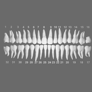 以下が含まれることがあります： 1から32まで番号が振られた人間の歯の詳しい図。灰色の背景に白い歯が並び、切歯、犬歯、小臼歯、大臼歯が含まれています。歯の配置を示す図です。