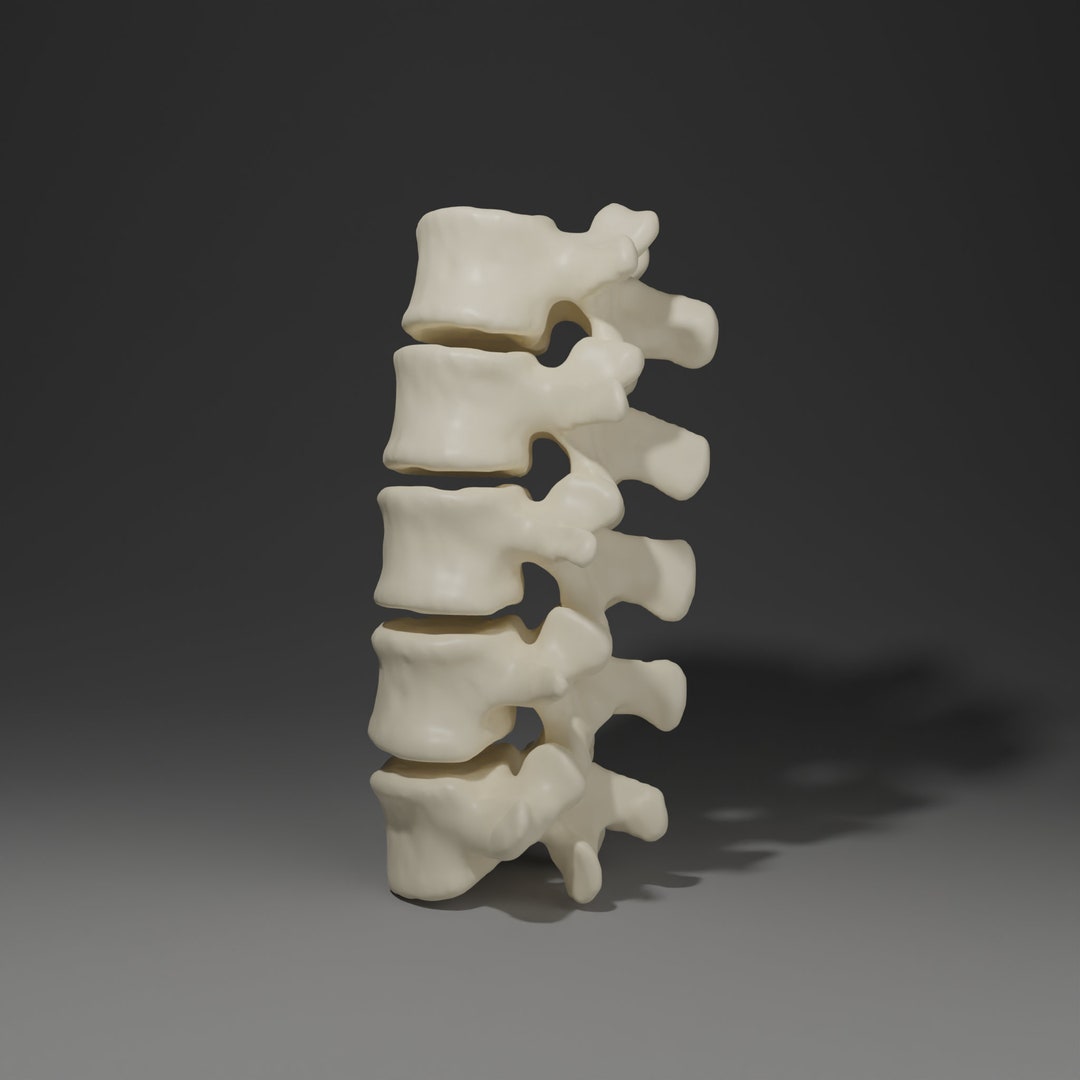 3D Printable Lumbar Vertebrae - Etsy