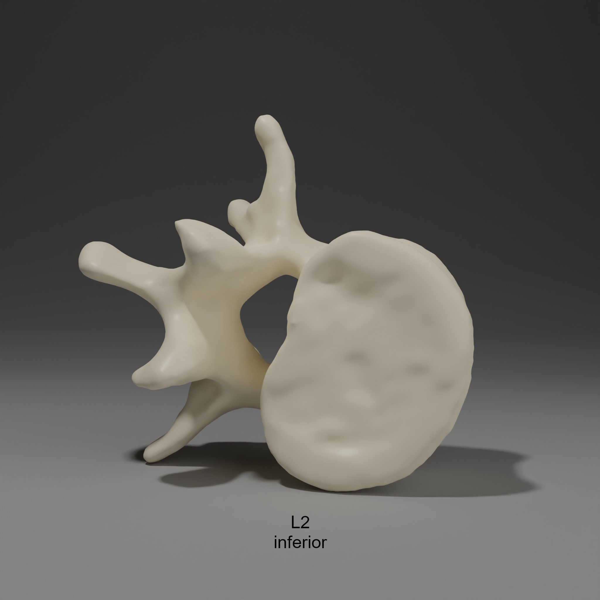 3D Printable Lumbar Vertebrae - Etsy