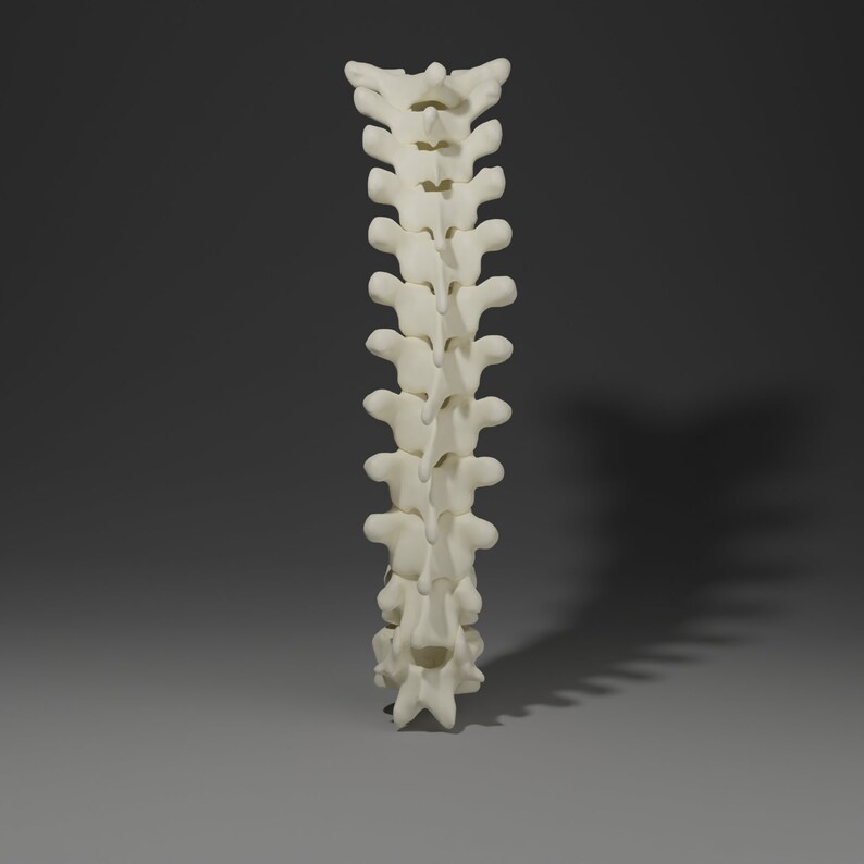 3D Printable Thoracic Vertebrae - Etsy