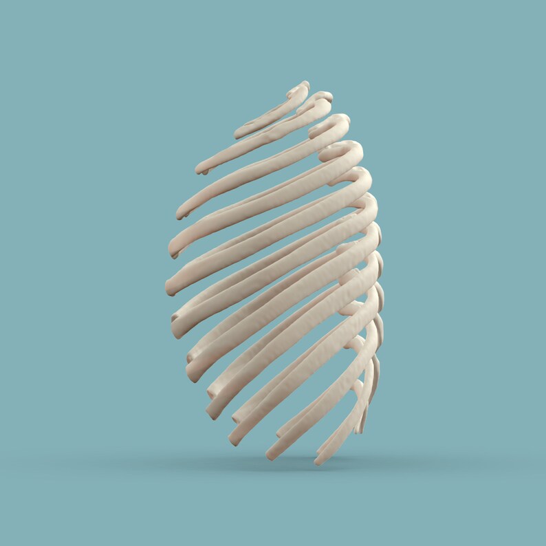 3D Printable Ribs Actual Size - Etsy