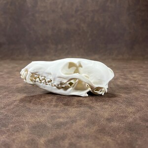 May include: A side view of an off-white animal skull featuring a prominent snout, visible teeth, and large eye sockets. The bone structure is smooth and clean, showcasing the natural contours of the cranium and jawline in a profile orientation.