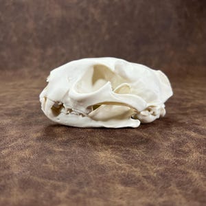 May include: A bleached white animal skull featuring a smooth, rounded cranium, prominent eye sockets, and a defined jaw structure with visible teeth. The bone surface is matte and uniform in color, showcasing the natural contours and anatomical details.